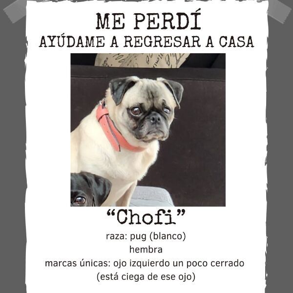 cartel de perro perdido