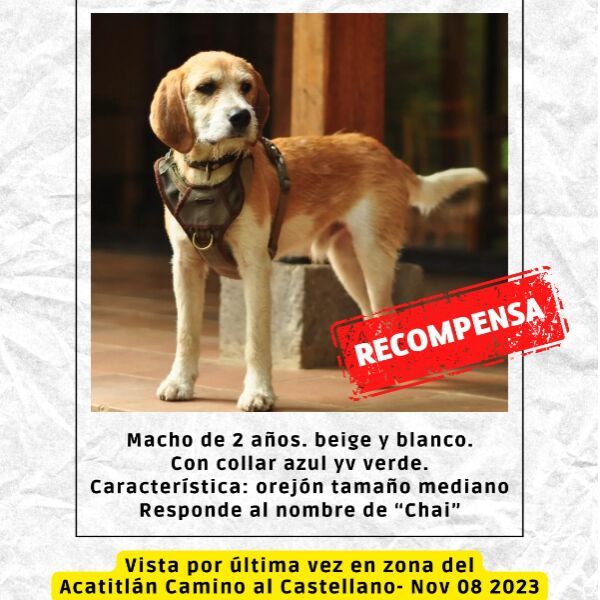 cartel de perro perdido