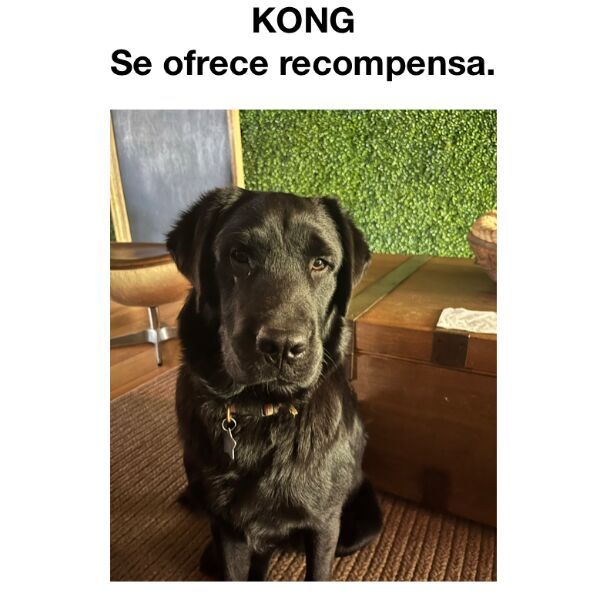 cartel de perro perdido