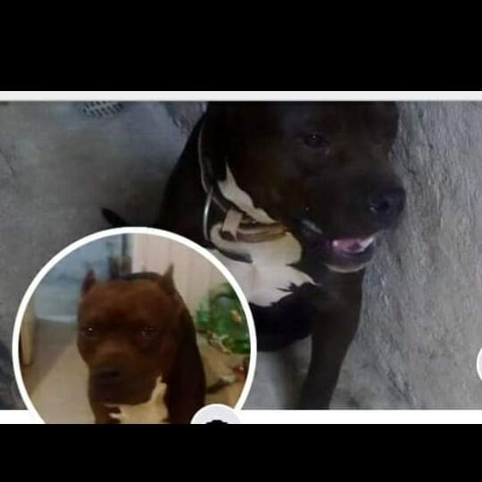 cartel de perro perdido