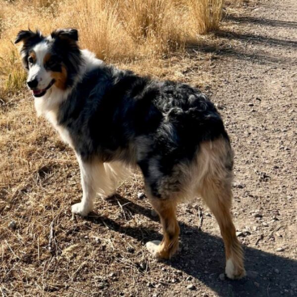 cartel de perro perdido