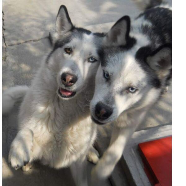 cartel de perro perdido