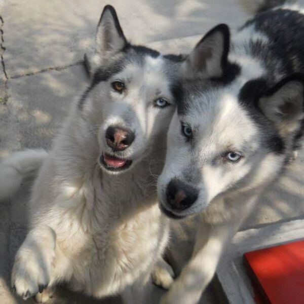 cartel de perro perdido