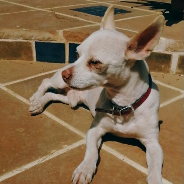 cartel de perro perdido