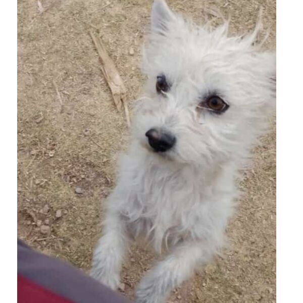 cartel de perro perdido