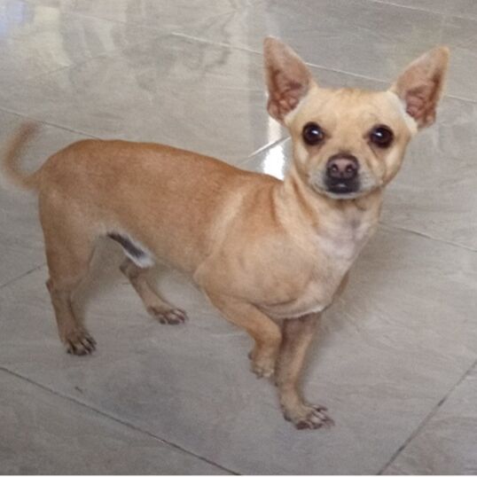 cartel de perro perdido