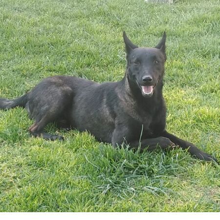 cartel de perro perdido