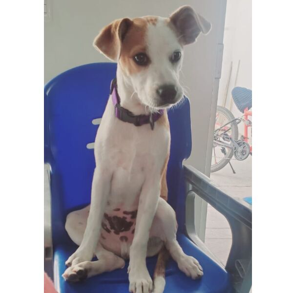 cartel de perro perdido