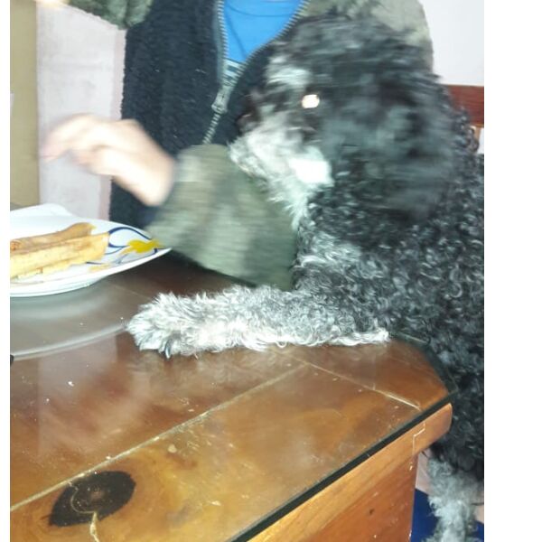 cartel de perro perdido