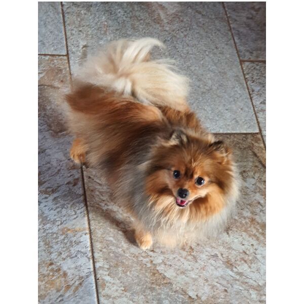 cartel de perro perdido