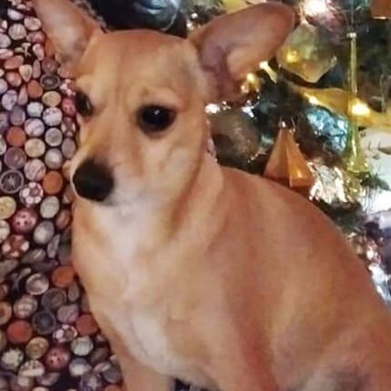 cartel de perro perdido