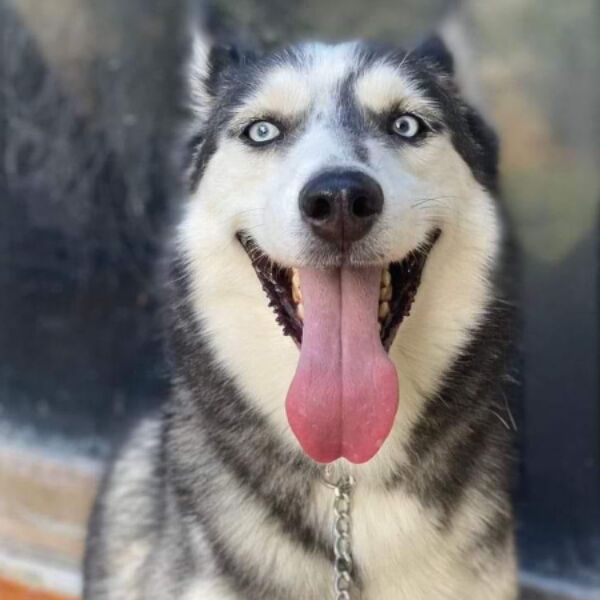 cartel de perro perdido