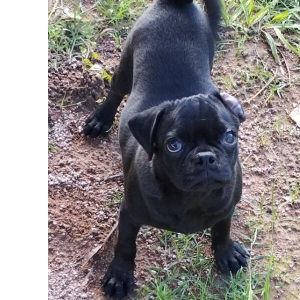 cartel de perro perdido