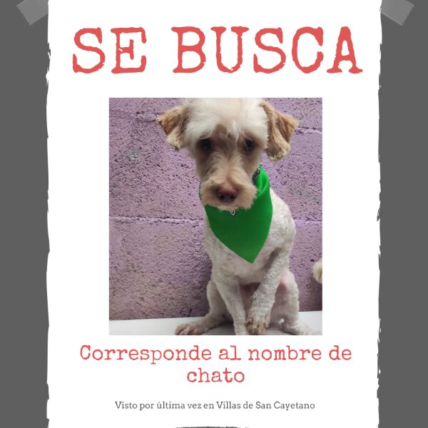 cartel de perro perdido