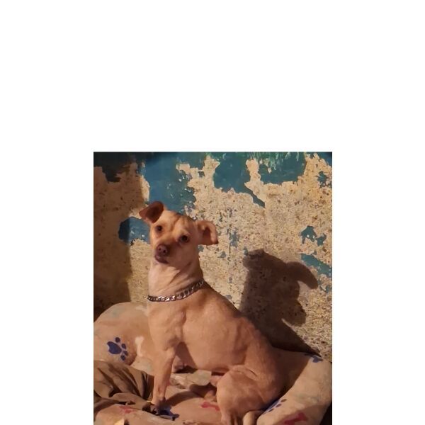 cartel de perro perdido