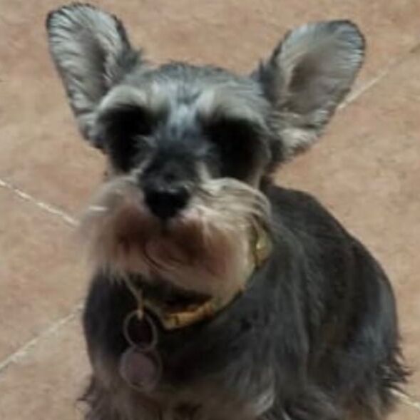 cartel de perro perdido