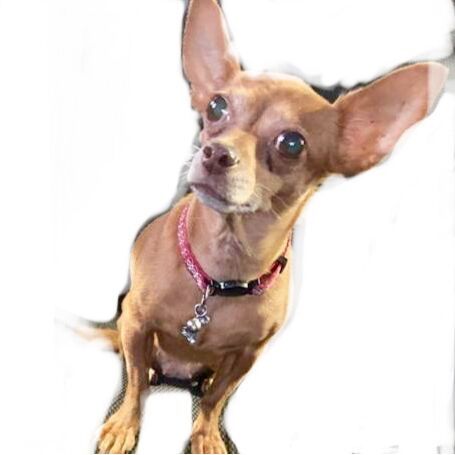 cartel de perro perdido