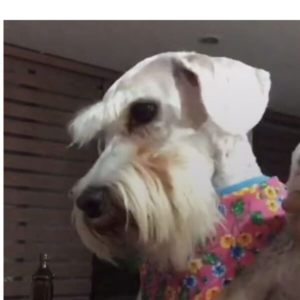 cartel de perro perdido