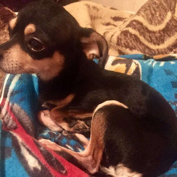 cartel de perro perdido