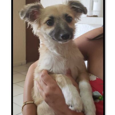 cartel de perro perdido