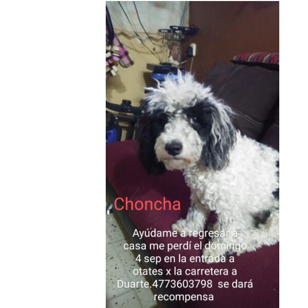 cartel de perro perdido