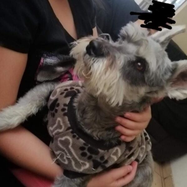 cartel de perro perdido