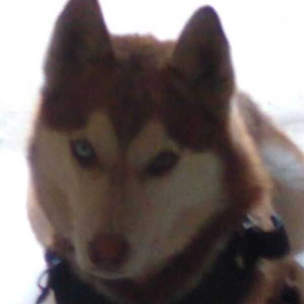 cartel de perro perdido