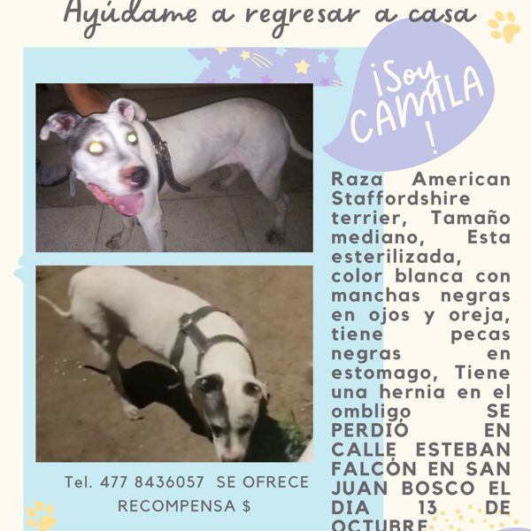 cartel de perro perdido