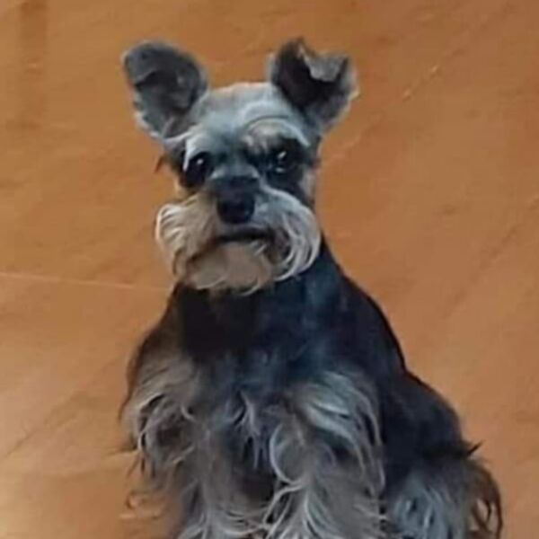 cartel de perro perdido