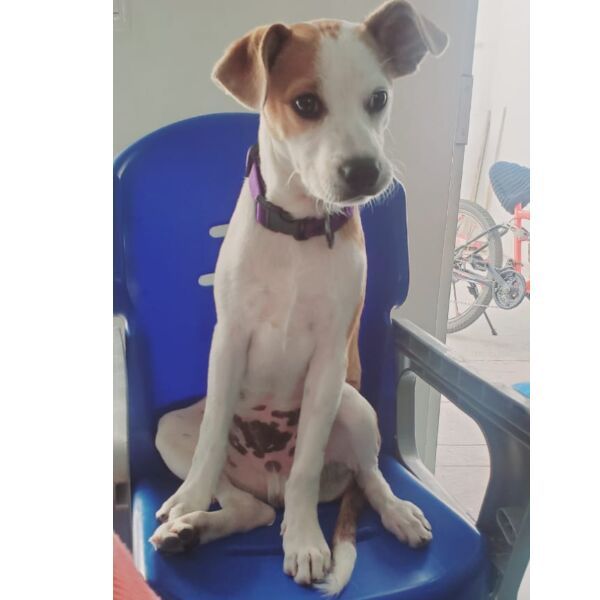 cartel de perro perdido