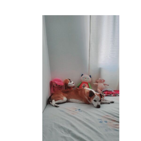 cartel de perro perdido