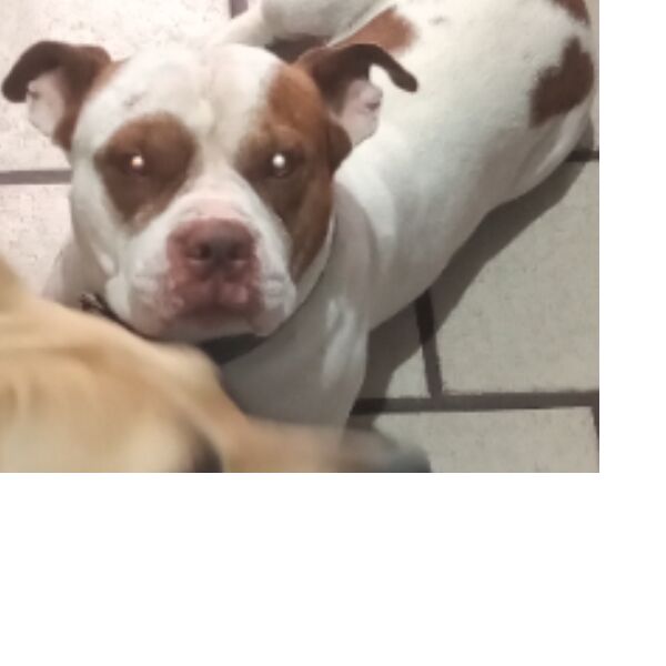 cartel de perro perdido