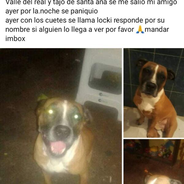 cartel de perro perdido