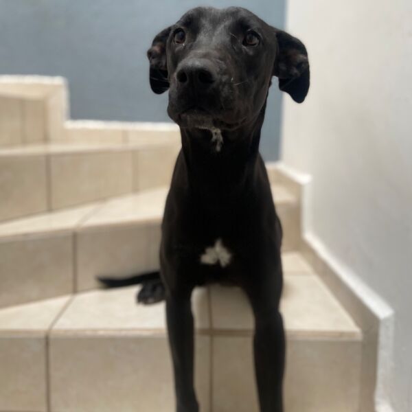 cartel de perro perdido