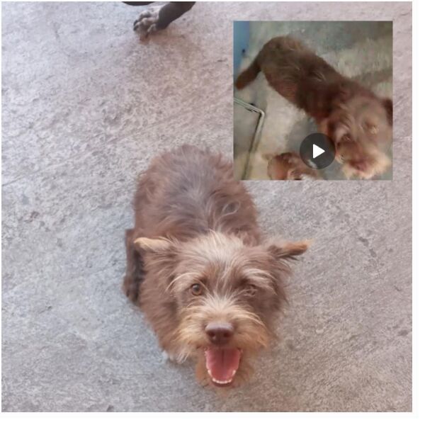 cartel de perro perdido