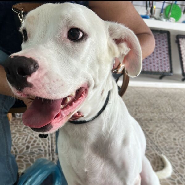 cartel de perro perdido