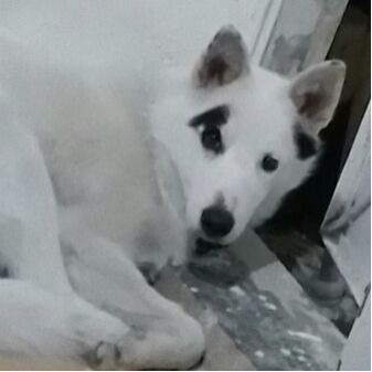 cartel de perro perdido