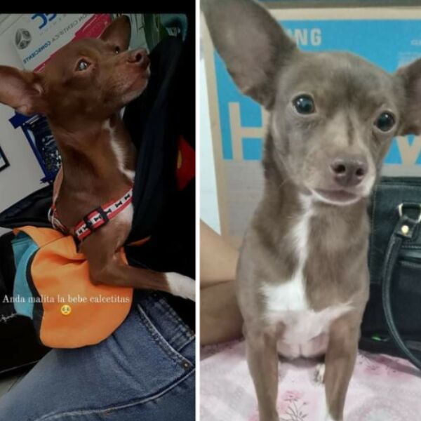 cartel de perro perdido