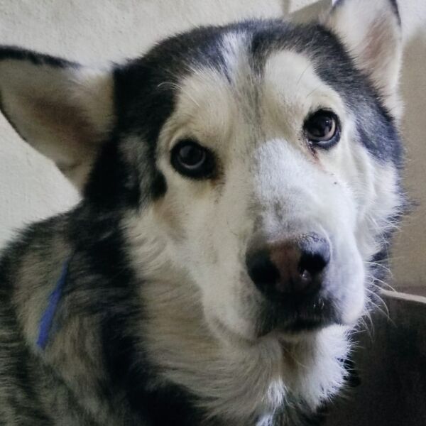 cartel de perro perdido