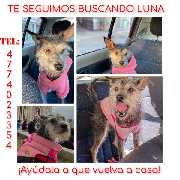 cartel de perro perdido