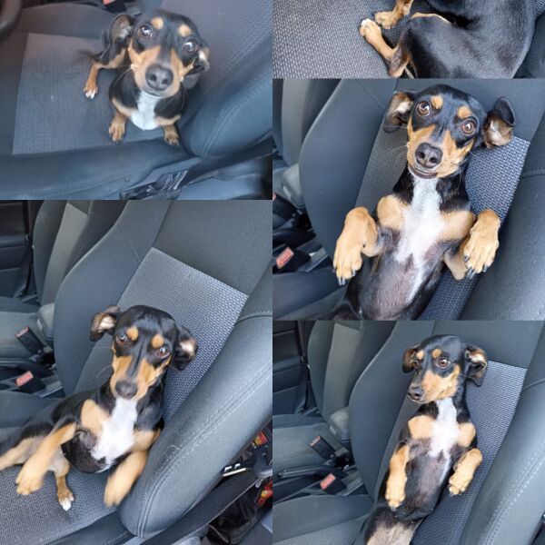 cartel de perro perdido