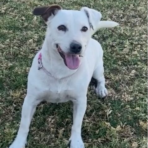 cartel de perro perdido