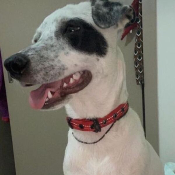 cartel de perro perdido