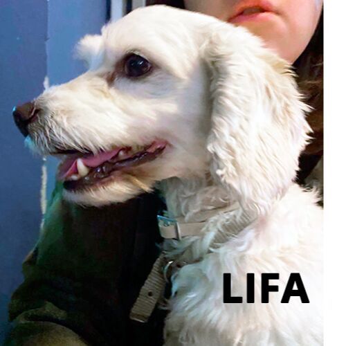 cartel de perro perdido