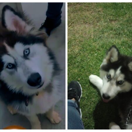 cartel de perro perdido