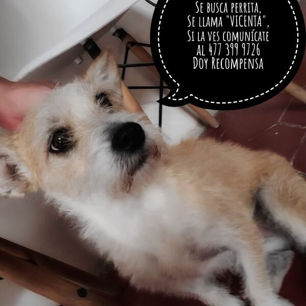 cartel de perro perdido