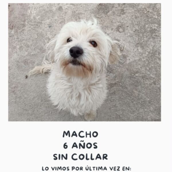 cartel de perro perdido