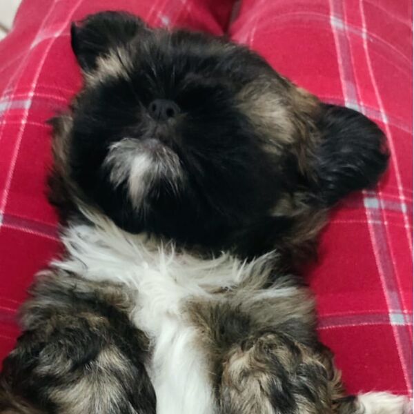 cartel de perro perdido