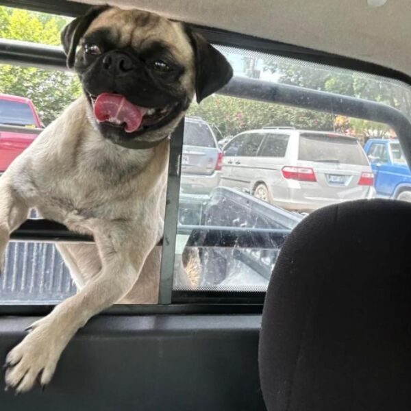 cartel de perro perdido