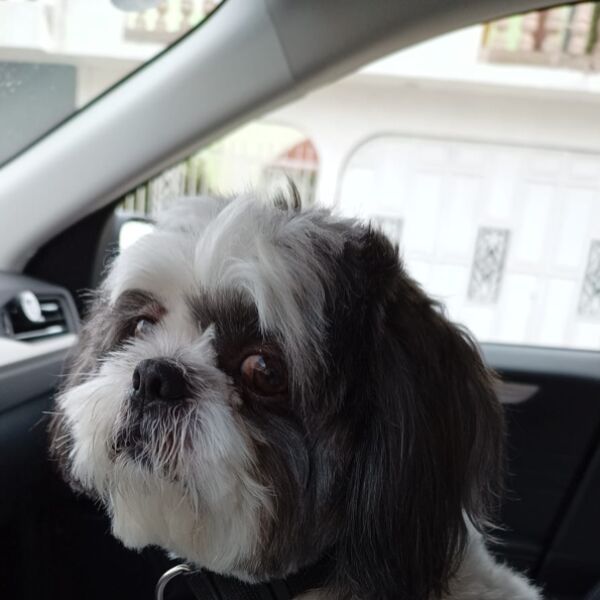 cartel de perro perdido